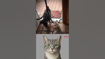 give this video a title (wrong answers only) #cat #meme #dance #trending #tiktok....