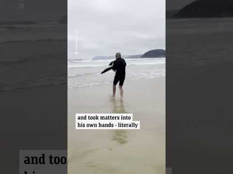 Surfer carries stranded blue shark out at Eastern View beach