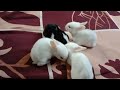 Spending a good time with baby rabbit  gappus family 