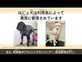 ほじょ犬を知ろう！＆ほじょ犬○×クイズ