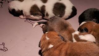 Saint St Bernese Hybrid Saint St Bernard+Bernese Mountain Dog Pups for Adoption August 2023!