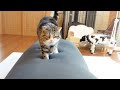 初めてYogiboと対面したねこ。-Maru&Hana&Miri met Yogibo for the first time.-