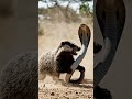 Honey Badger The One Animal That Fears Nothing Part 1 #shorts #funny #honeybadger #animals #wildlife
