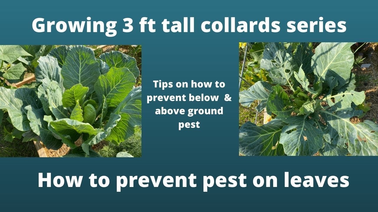 How To Prevent Harmful Pest On Collard Green Leaves/Above And Below Ground Pests.