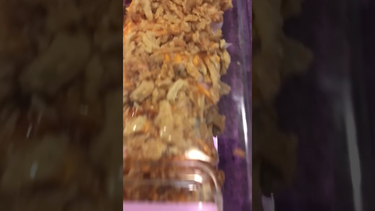 New York Crunch Roll Sushi For Lunch