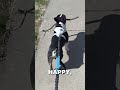 happy dog #walks