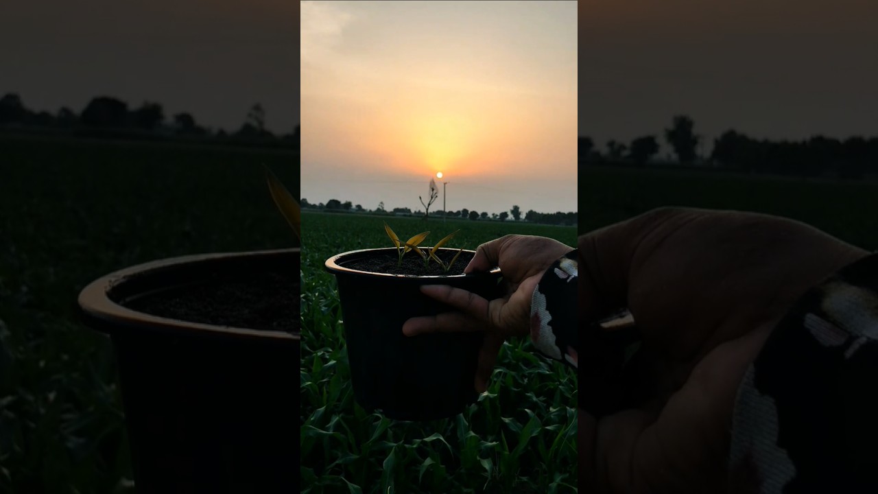 How to grow Cloves at home 