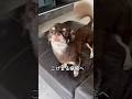 今度はこげまるが!? #チワワ #犬 #犬のいる生活 #chihuahua #dog #犬の病気 #多飲 #多頭飼い