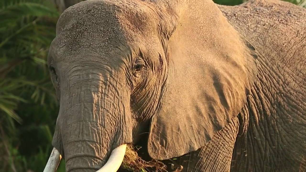 Tips For Aging And Sexing Elephants Youtube