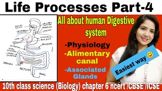 10 chap06|life Processes part -4|All about human Digestive system class 10|Nutrition cbse icse ncert