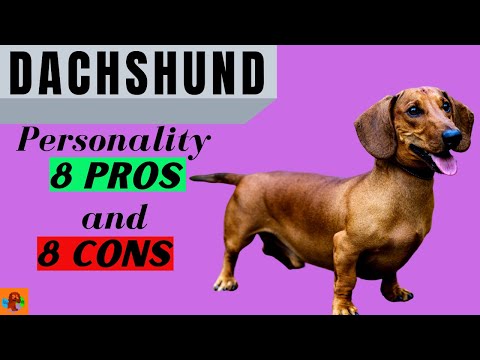 Video: Cara Mencegah Masalah Dachshunds