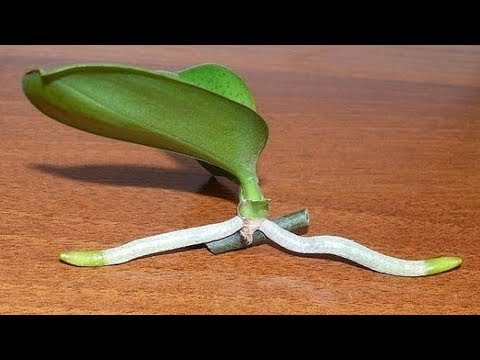 How