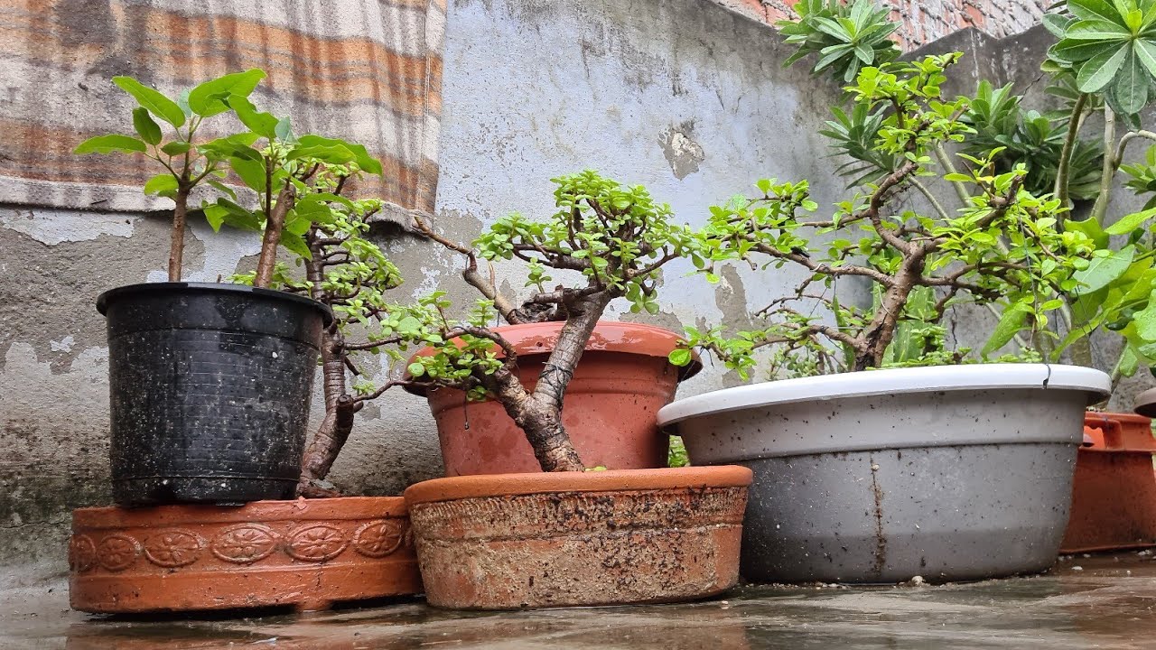 Best Bonsai Tree For Beginners • Make Bonsai from jade plant • Step by Step | Bonsai Passion