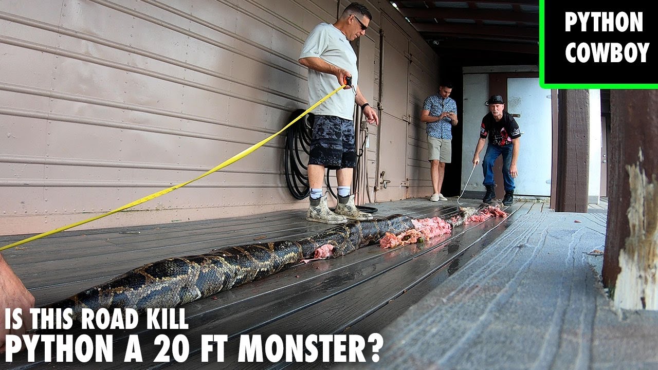 Florida Man Claims To Have 20 Ft 300 Pound Burmese Python - YouTube