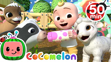 Old MacDonald Song - Baby Animals + More Nursery Rhymes & Kids Songs - CoComelon