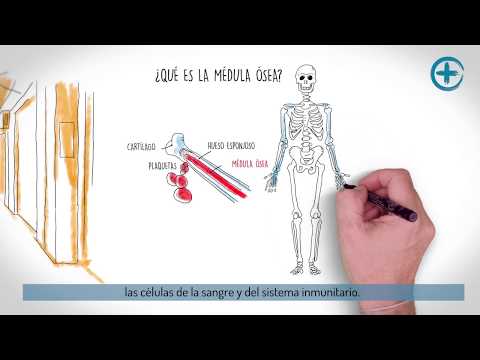 Vídeo: El Perfil De ARNm Revela Diferencias Transcripcionales Significativas Entre Un Progenitor Multipotente Y Su Hermana Diferenciada