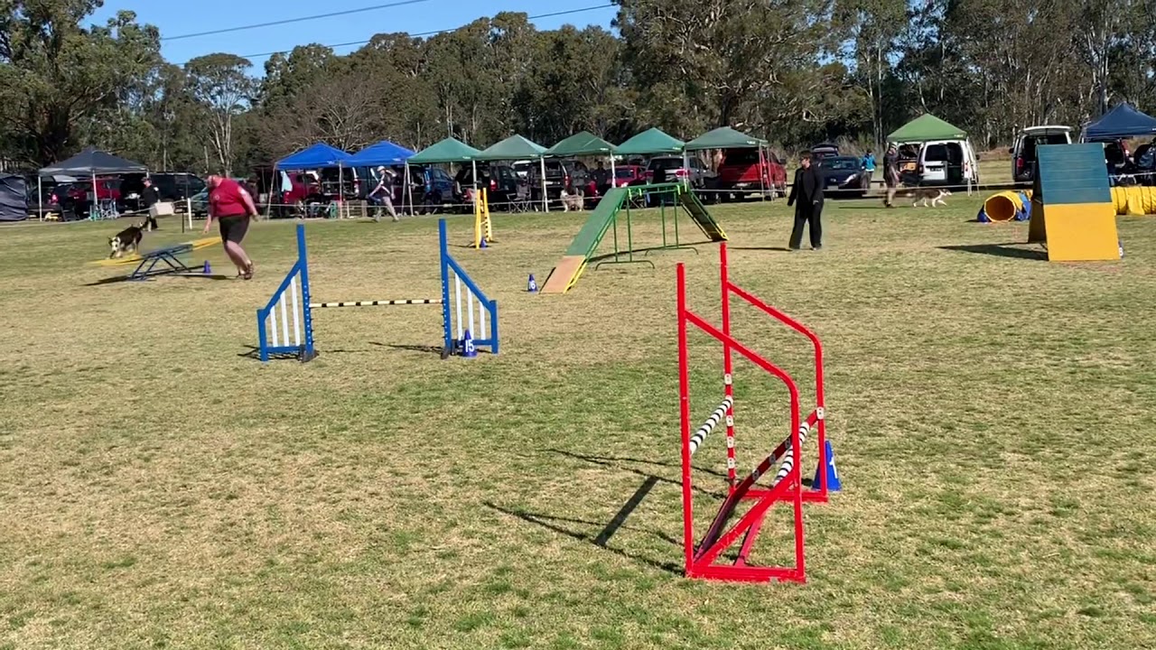 Drage Dogs - NSW State Titles 2019 highlights