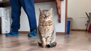 Cats coming to work at the ferry ticket office in the morning by 感動猫動画 5,891 views 7 days ago 2 minutes, 54 seconds