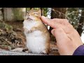 정말 친하지 않으면 불가능한 출산이 임박한 다람쥐 월리와 교감하기 Bonding With Chipmunk Wally About To Give Birth