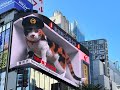 Giant 3D Shinjuku Cat 新宿東口の猫