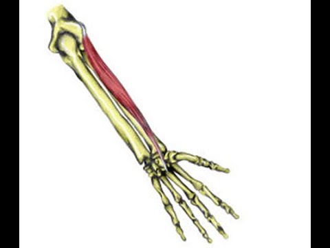 Two Minutes of Anatomy: Extensor Carpi Radialis Brevis (ECRB)