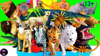สัตว์ต่างๆ - สิงโต เสือ เสือชีตาห์ ม้าลาย ฮิปโป ลิง จระเข้ แรด อุรังอุตัง วัวกระทิง หมาป่า 13+