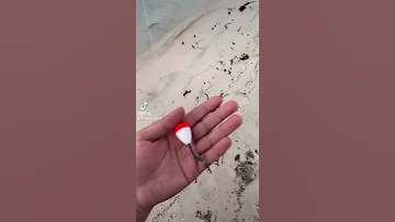 صيد السيجان الصافي 