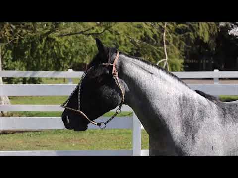 Lote 23 - Ouro Negro Buenacho do Parque