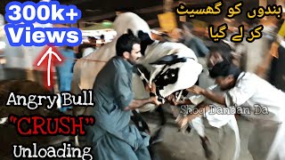 CRUSH Unloading Video || Big Beast of Farrukh Cattle Farm SOLD OUT from Taramri Mandi