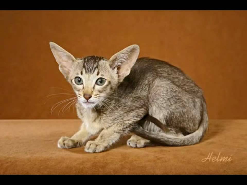 oriental shorthair adoption