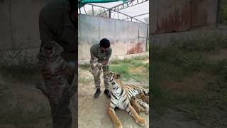 Episode 862 Angry Tiger Cub Calling His Mother