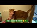 お風呂の出待ちするあびちゃん20190104 猫 アビシニアン cat cute Abyssinian