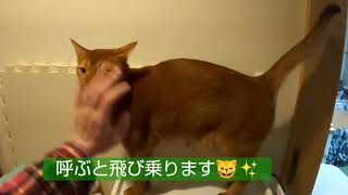 お風呂の出待ちするあびちゃん20190104 猫 アビシニアン cat cute Abyssinian