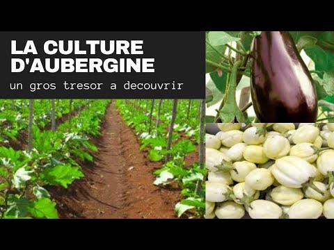 Vidéo: Aubergine en serre : culture, dates de plantation, soins, formation des buissons, sélection des variétés