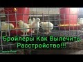 Бройлеры Расстройство Как Лечить Как я Обогреваю Брудер