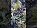 アクアテラリウム滝ビバリウム #アクアテラリウム #イモリウム