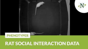 RatSI: Rat Social Interaction Dataset | Noldus Dataset