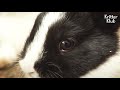 "I'll Be Back" Mother Bunny Comes To See Her 3 Cubs Only Once A Day Because.. | Kritter Klub