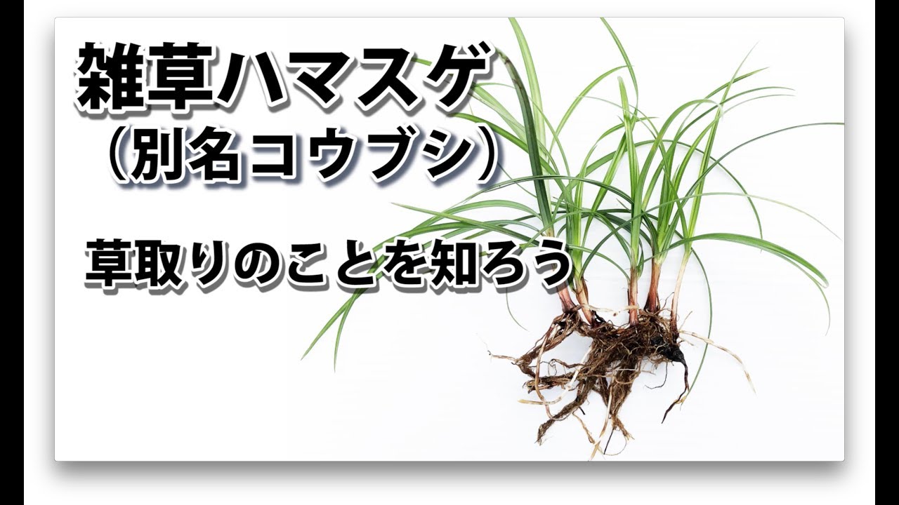 最強の雑草 ハマスゲ コウブシ の除草 草取り 草むしり のことを知ろう Youtube