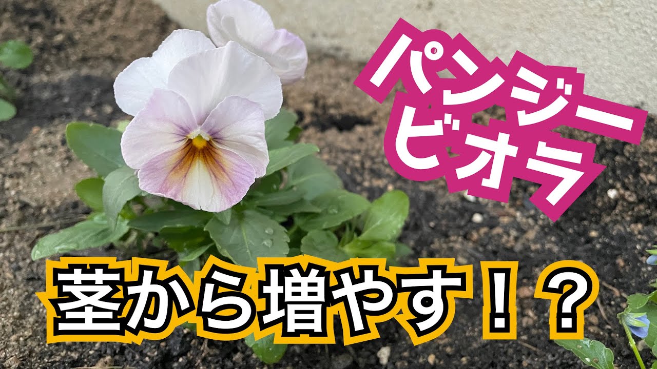 パンジー ビオラの増やし方 挿し芽 たいよーまん Youtube