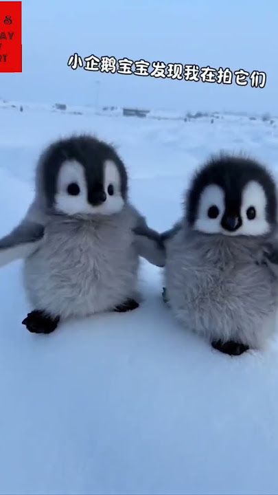 Cute baby penguins everywhere 🐧 🤣 #tiktok #funny #baby #penguin #viral #short #shorts