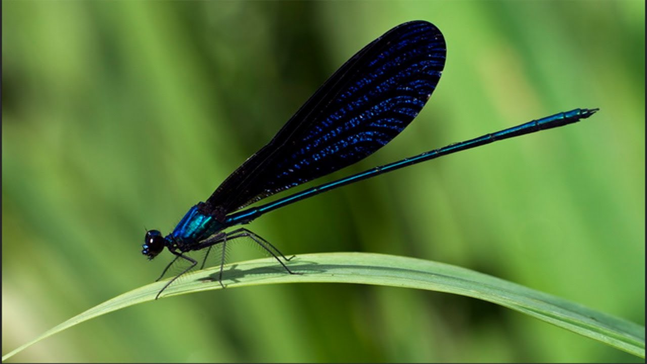 Gambar Capung Jarum Biru Metalik Vestalis Luctuosa Youtube 