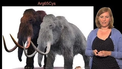 Convergent evolution across species - Hopi Hoekstra (Harvard/HHMI)