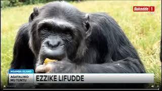 Ttuntu:  Waliwo omukyala akaabye amaziga oluvannyuma lw’ezzike lyabadde alabirira okufa.