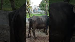 MY VILLAGE LIFE STYLE | ANIMALS LOVE  #shorts #viral