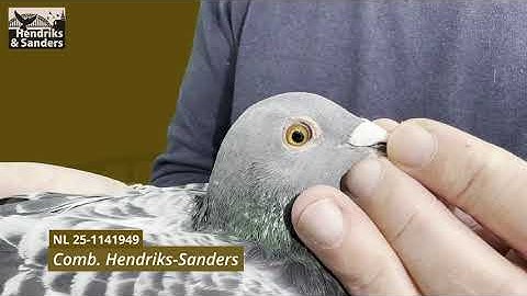 NL 25 1141949  | Combination Hendriks-Sanders