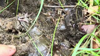 Greg is taking inventory of livestock pond levels after 8” of rain and soil health.