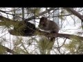 Squirrel Eating from the Birdfeeder and Swallows Singing