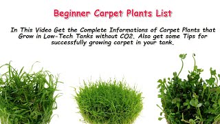 Easy Carpeting Plants for Beginners No Co2