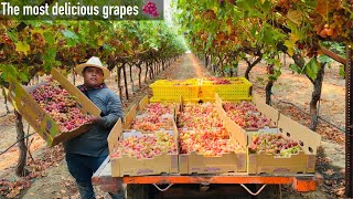 LAS MEJORES UVAS DE MARKETA /AMAZING GRAPE HARVEST 🍇